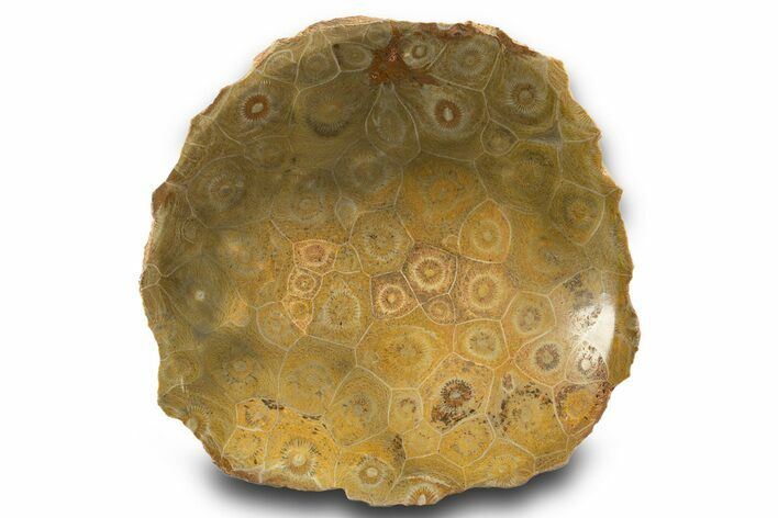 Polished Fossil Coral (Actinocyathus) Dish - Morocco #323043